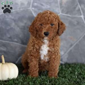 Orlando, Miniature Poodle Puppy